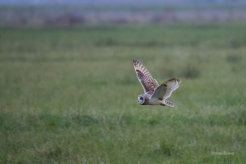 Hibou des marais MaJ. 16/02 Dsc_3410