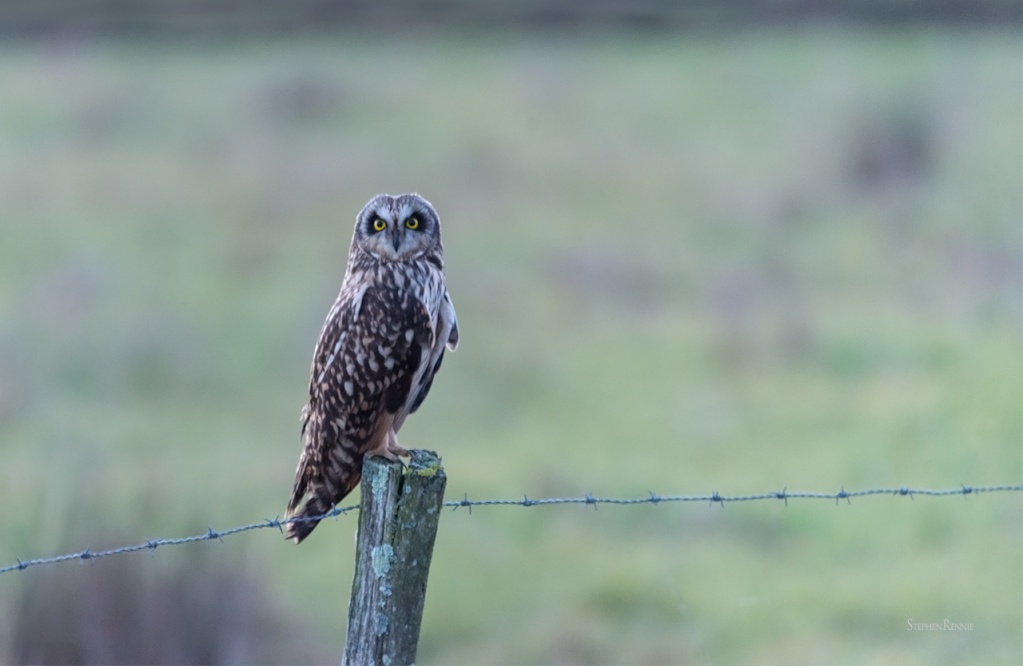 Hibou des marais MaJ. 16/02 Dsc_3612