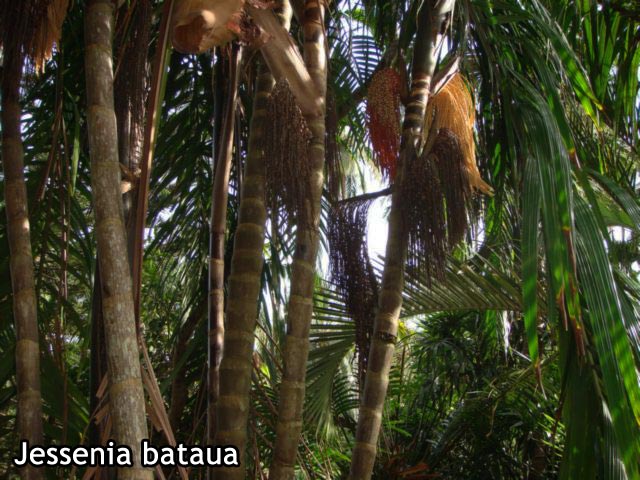 Mes BdM en bois tourné Palmie11