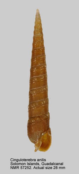 Terebra anilis (Röding, 1798) Cingul10