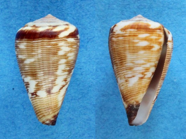 Conus (Lautoconus) crotchii   Reeve, 1849 Panora14