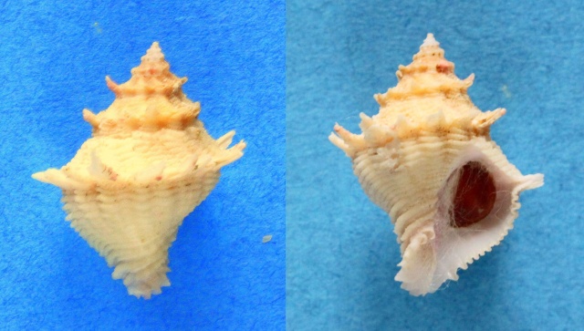 Babelomurex cariniferoides (Shikama, 1966) Panora25