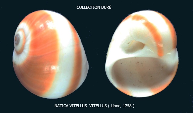 Natica vitellus - (Linnaeus, 1758) Panora66