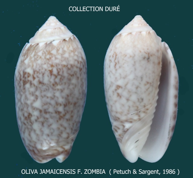 Americoliva jamaicensis zombia (Petuch & Sargent, 1986)  - Worms = Oliva jamaicensis Marrat, 1867 Panora69