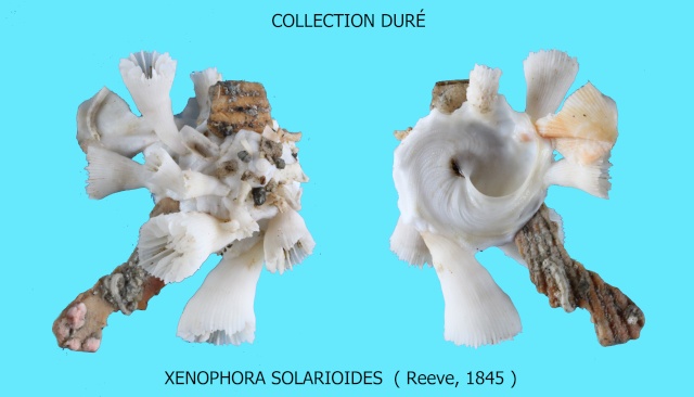 Xenophora solarioides (Reeve, 1845)  - Page 2 Panora75