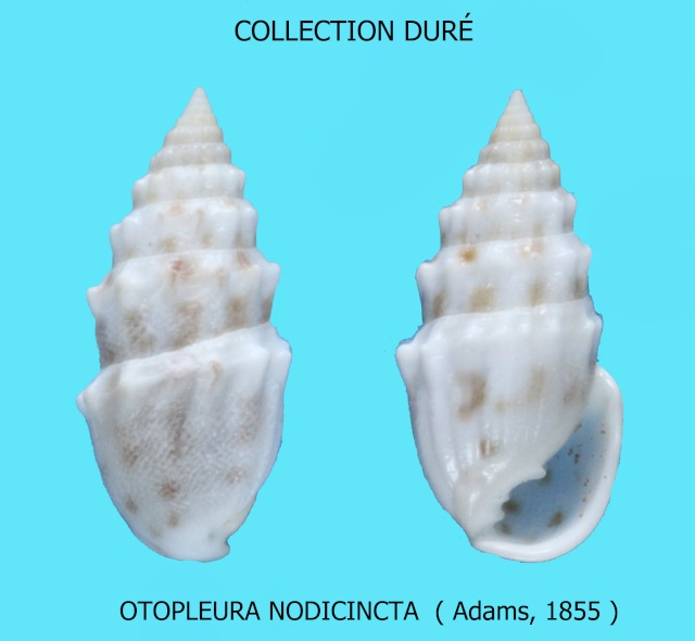 Otopleura nodicincta (A. Adams, 1854) Panora79
