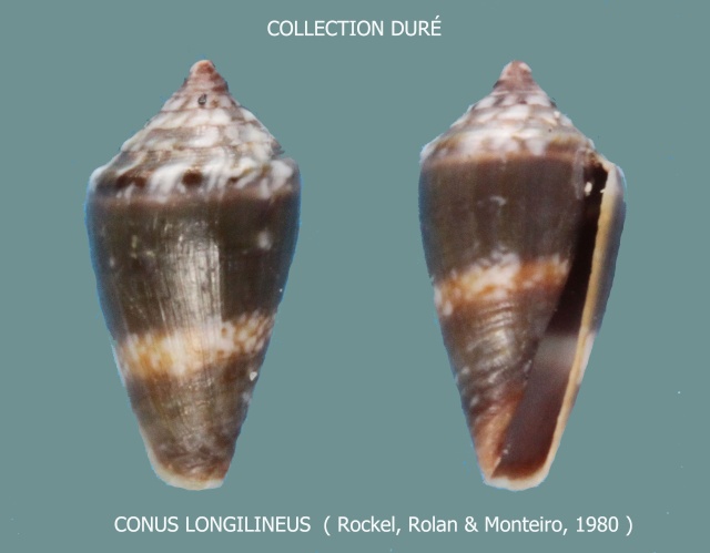 Conus (Lautoconus) longilineus   Röckel, Rolán & Monteiro, 1980 Panora81