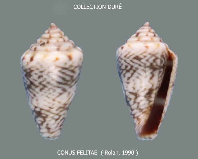 Conus (Lautoconus) felitae   Rolán, 1990 Panora82