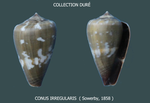 irregularis - Conus (Lautoconus) irregularis (GB Sowerby, 1857) voir Conus (Lautoconus) crotchi Panora94