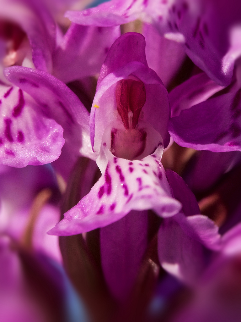 Epipactis des marais 28226010