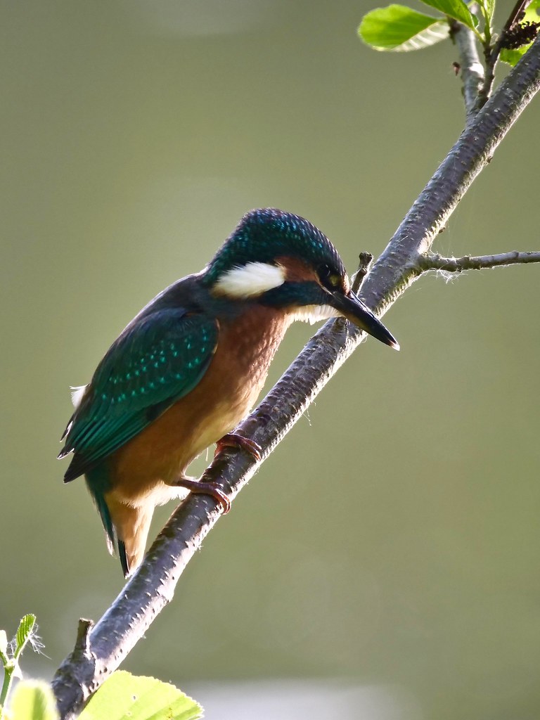 Martin-pêcheur au G9 47954013