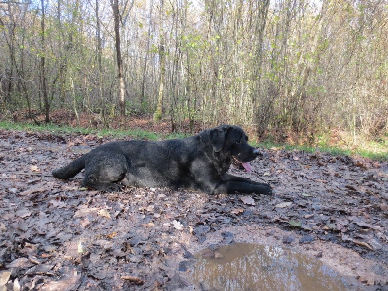 ADONIS - labrador 8 ans - Refuge du Mordant à Toul (54) Tango_15