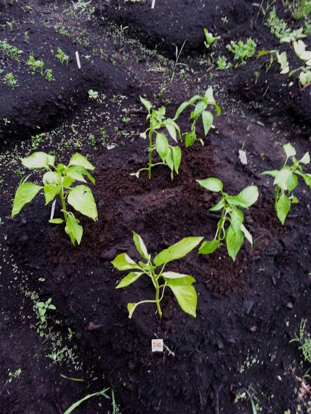 Vos systèmes d'arrosages/ Potager 2014  20130611