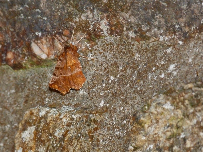 Selenia dentaria, 2014-024