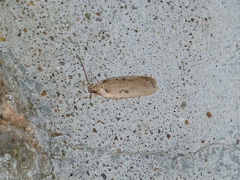 [Agonopterix sp] Agonopterix....... Agonop13