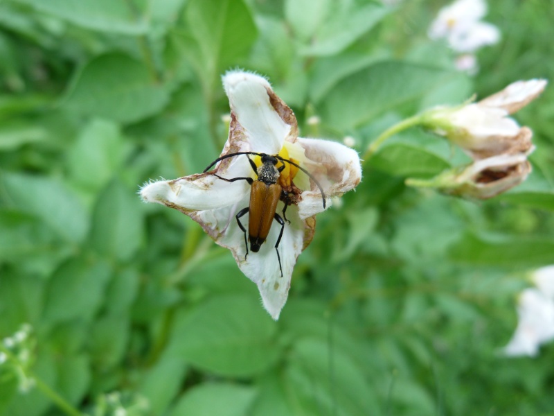 [stictoleptura fulva] Anastrangalia dubia... Anastr10