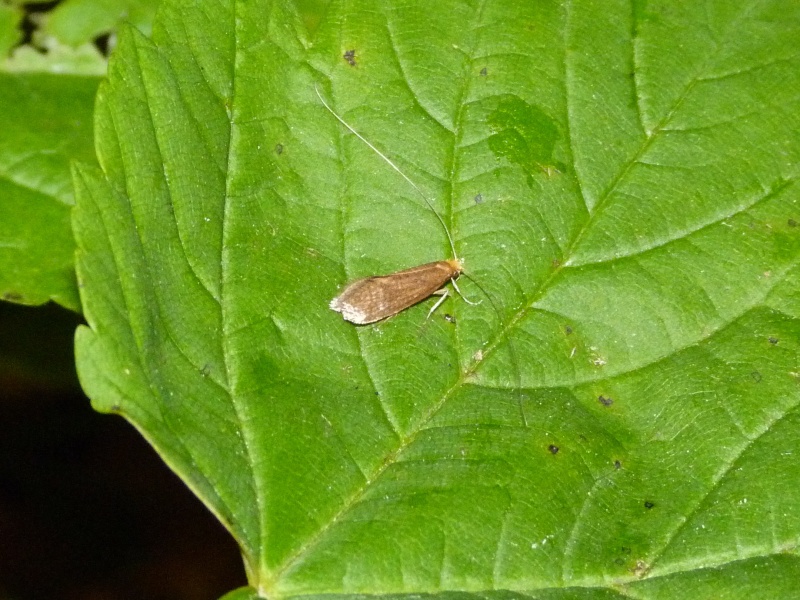 [Nematopogon sp] Nemophora metallica... Nemoph10