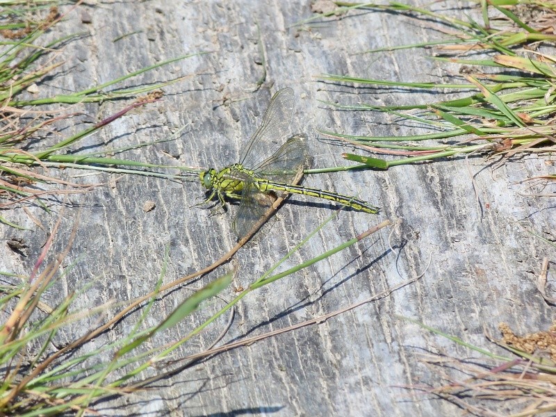 [Platycnemis pennipes] ID Gomphidaen (j'ai un doute sur les dessins du corps) P1290710