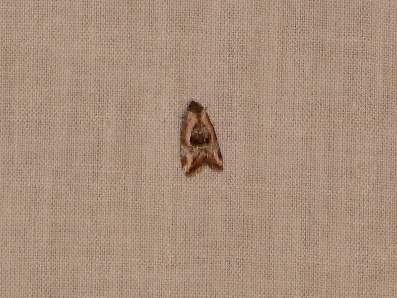 [Elaphria venustula] Micro inconnu.... P1320010
