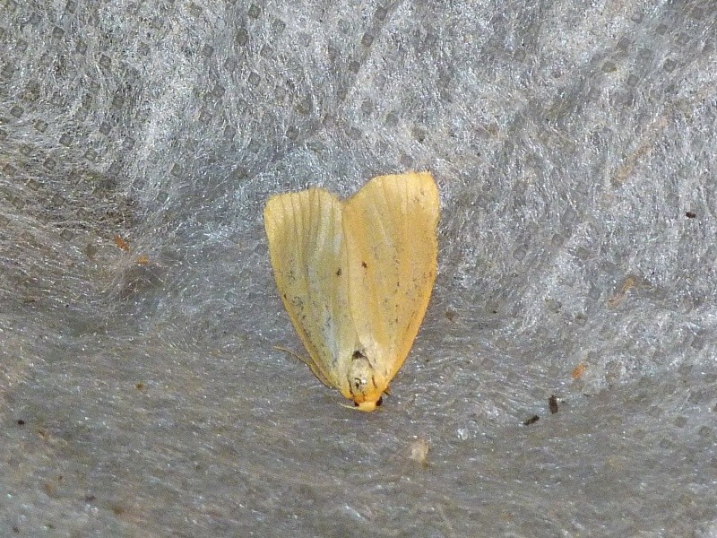 Arctiidae.... P1330913