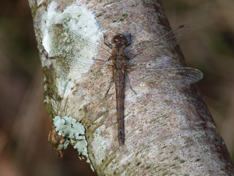 [Sympetrum striolatum] Des taches rondes ? P1450010