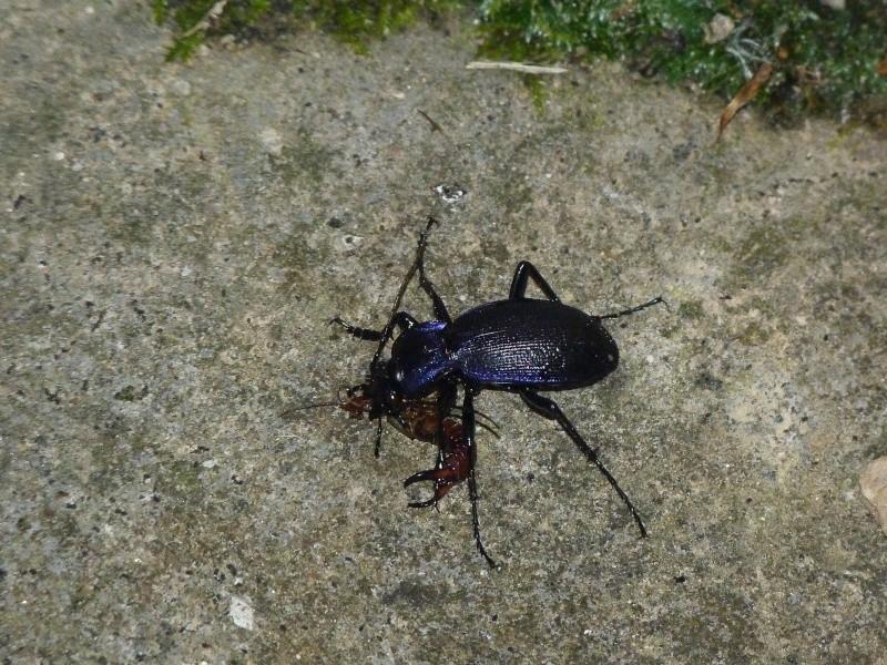 carabus - Repas de Carabus; P1470413