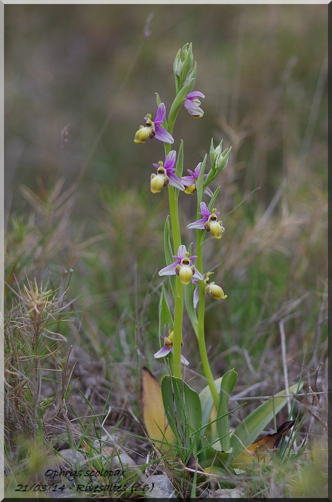 Ophrys fuciflora à labelle "décoloré" Imgp6311