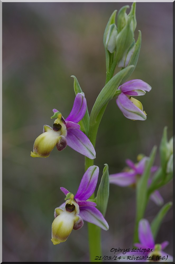 Ophrys fuciflora à labelle "décoloré" Imgp6312