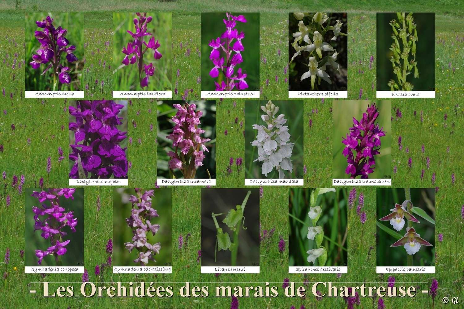 Article : Les Orchidées du massif de la Chartreuse  Poster17