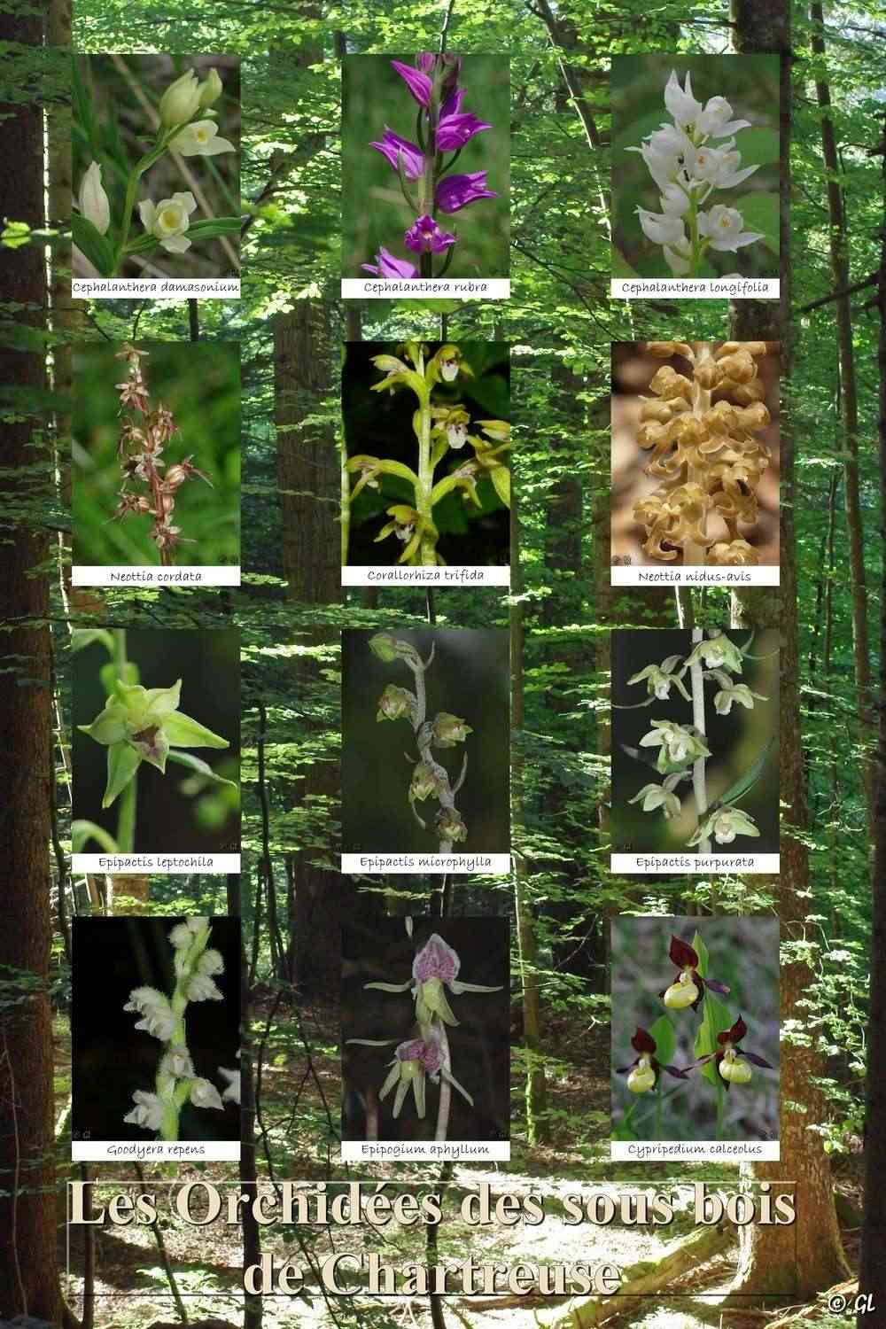 Article : Les Orchidées du massif de la Chartreuse  Poster20