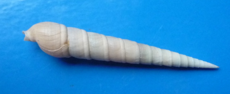 Terebra cingulifera - Lamarck, 1822 Cingul10