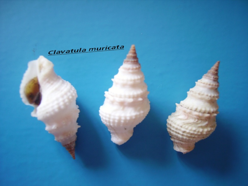 Clavatula muricata (Lamarck, 1822) Clavat10