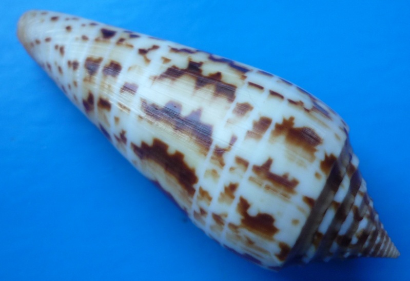 Conus (Phasmoconus) pretiosus  G. Nevill & H. Nevill, 1874 Conus_35