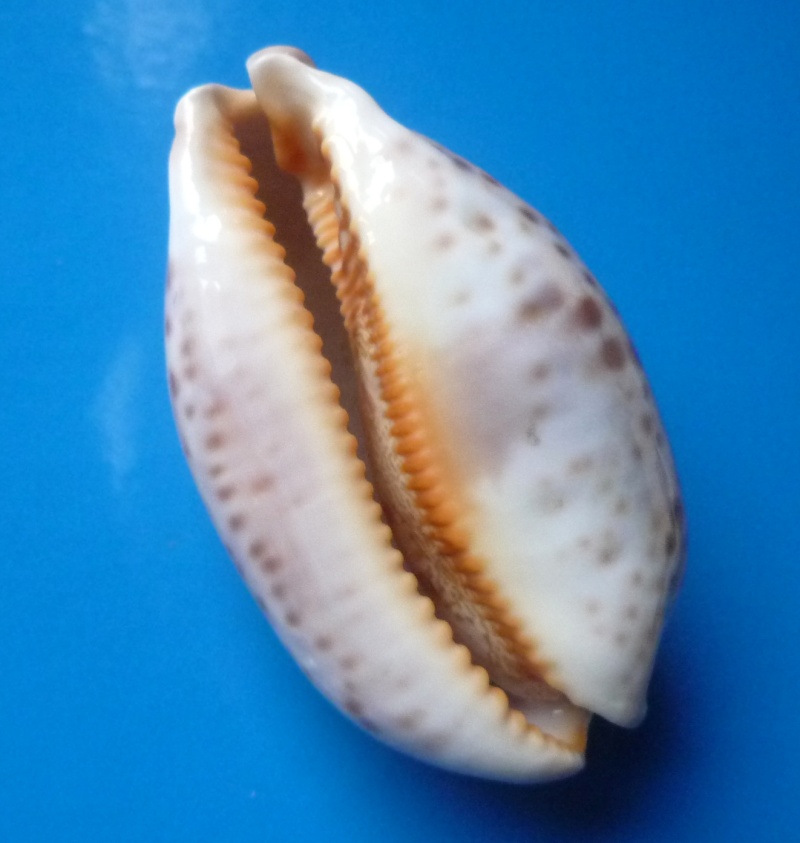 Identifications Cypraea mappa. Cyp_ma66