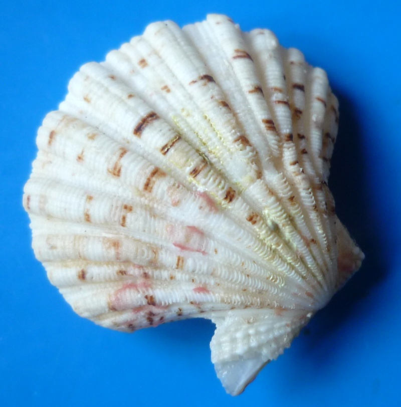 Excellichlamys spectabilis (Reeve, 1853)  Pecten14