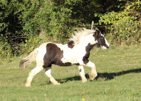 Dalma du Pré d'Iliade: des nouvelles (news photos) 454310