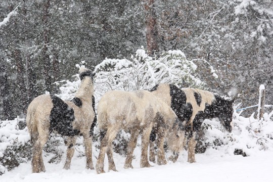 Tombe la neige... 458010