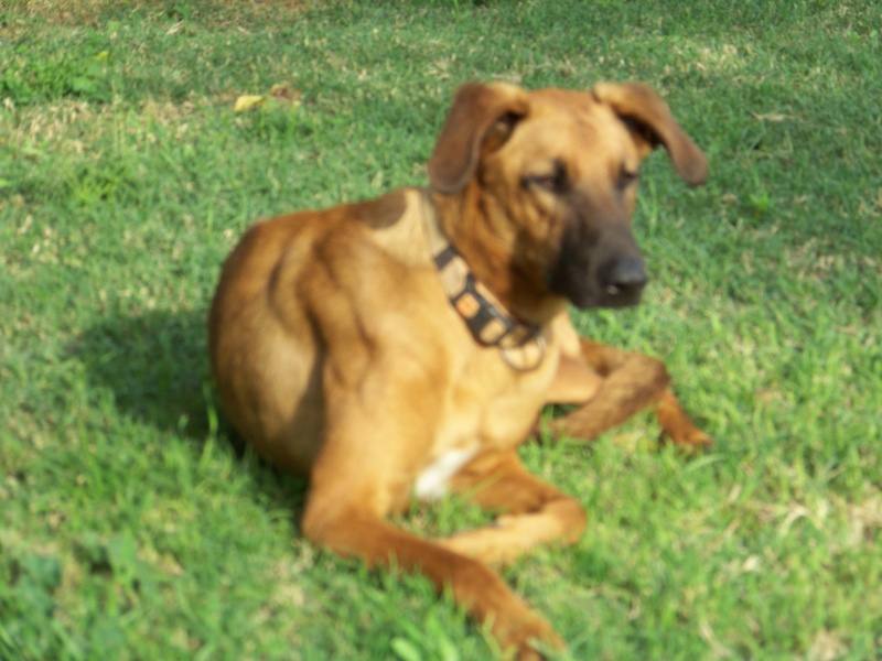 A ADOPTER -hanko-croise-malinois-de-18-mois-association-bergers-sans-famille-84 100_5310