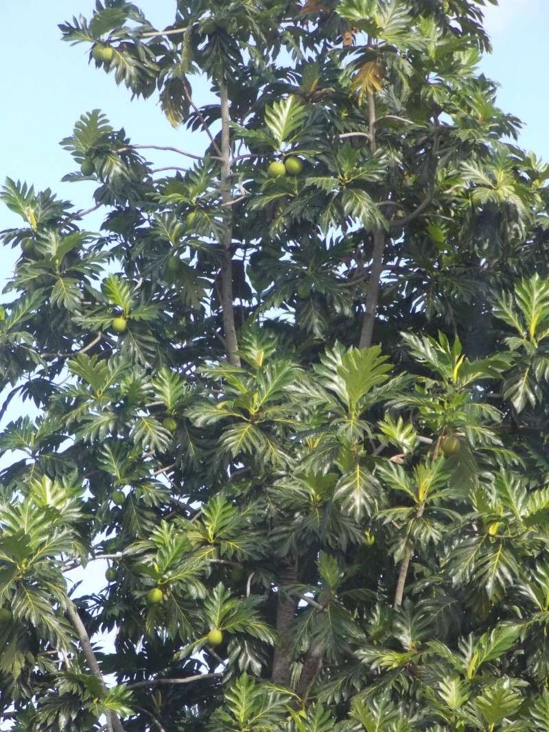 L'arbre à pain (Artocarpus altilis) Dscn1918