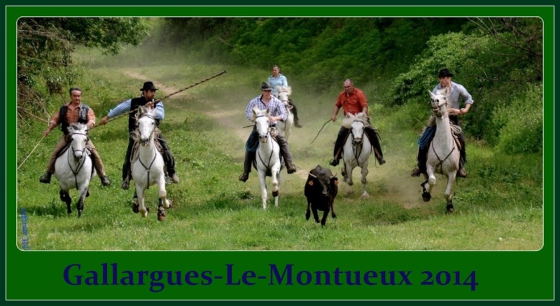 Gallargues-Le-Montueux , ferrades et abrivados longues ( 01/05/2014 ) _dsc0310