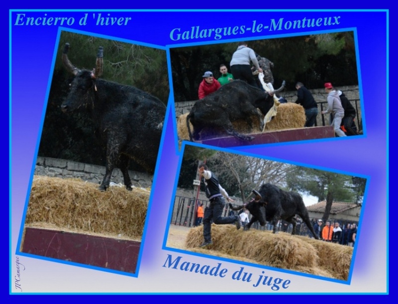 Encierro d'hiver Gallargues-Le-Montueux (11/01/2014 ) Untitl11
