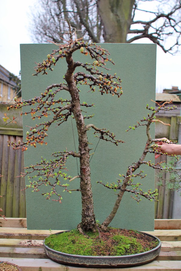 some work done on Japanese Larch Img_0211