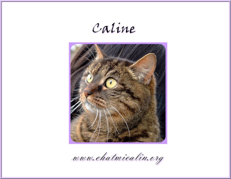 Tous nos adoptés en image Caline15