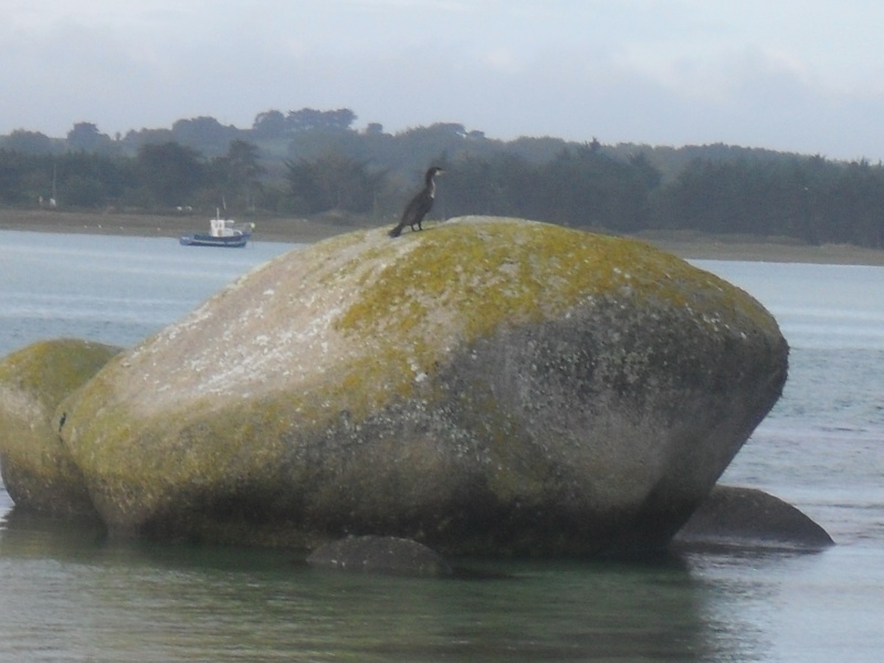 un oiseau de mer. 00512