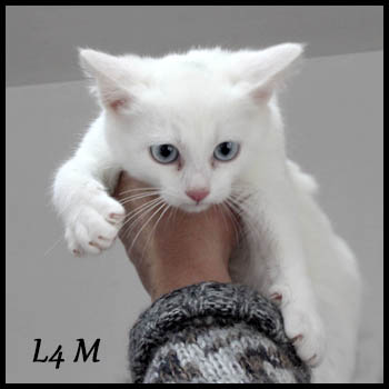 L4 chaton blanc yeux bleus _mg_9814