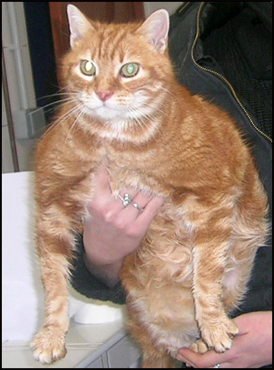 CHOU chat mâle roux Dscn6733