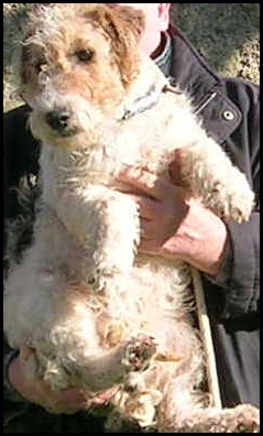 JACINTHE - fox terrier 3 ans - Sos Adoption 34 Dscn6824