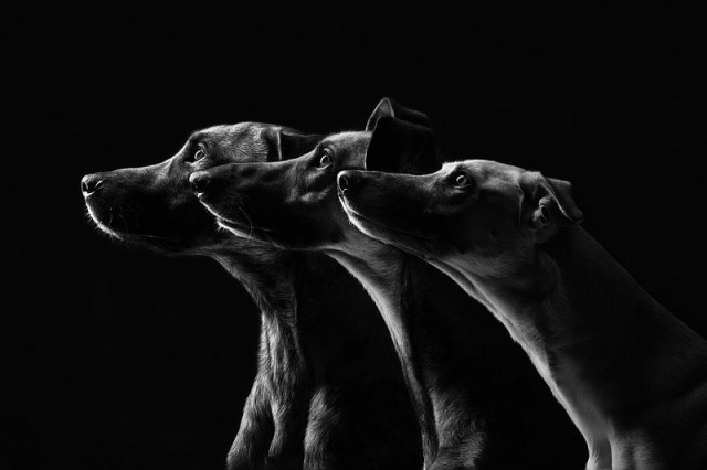 Elke Vogelsang - photographe (portraits de chiens) Dog-po14