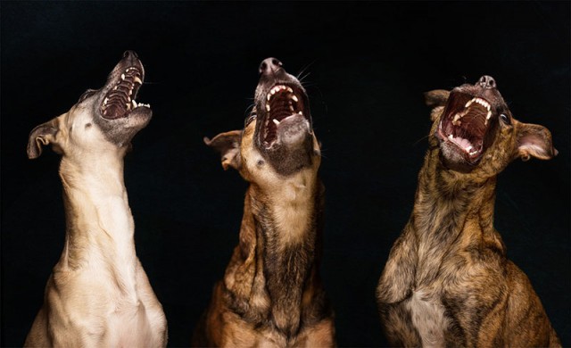 Elke Vogelsang - photographe (portraits de chiens) Dog-po16