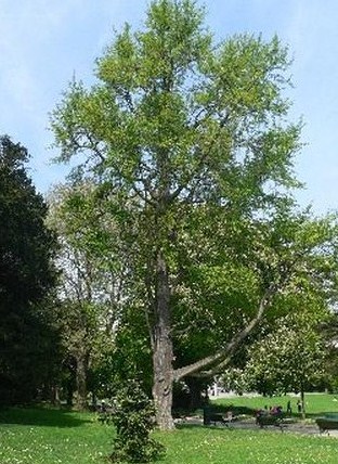 particularité de cet arbre,son nom Arbre11